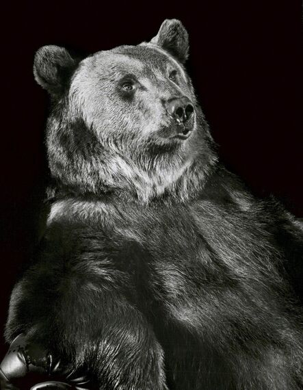 Walter Schels, ‘Brown Bear’, 1999