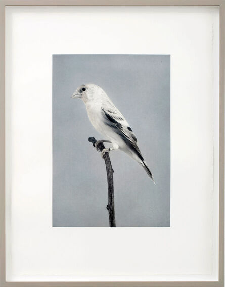 Carsten Höller, ‘Birds’, 2006