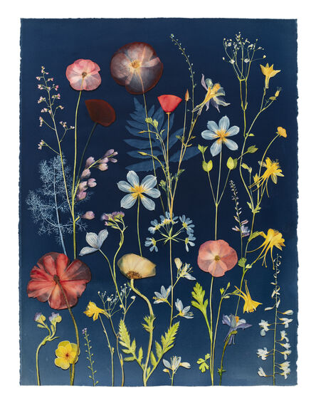 Julia Whitney Barnes, ‘Cyanotype Painting (Poppies, Clematis, Columbine, Ferns, etc)’, 2021