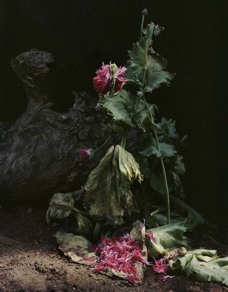 Sharon Core, ‘Untitled #1, from the series "Understory"’, 2014
