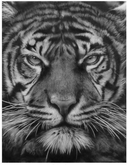 Robert Longo, ‘Study for Bob's Tiger’, 2014
