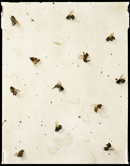 Dan Winters, ‘Dead Bees, Oakdale, California, March 11-15’, 2006