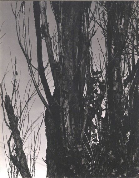 Alfred Stieglitz, ‘Poplar, Lake George, 1936’, 1936