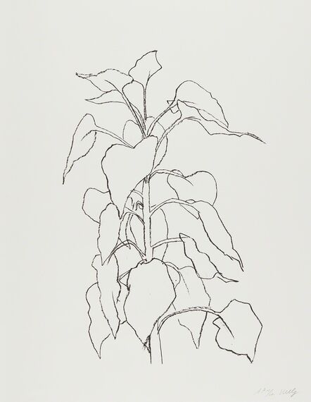 Ellsworth Kelly, ‘Sunflower II, from Series of Five Plant and Flower Lithographs’, 1995-2004