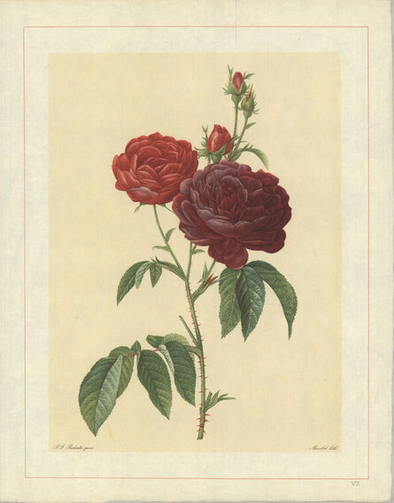 Pierre Joseph Redouté, ‘Rosa Gallica (Purpuroviolacea Magna); Rosier Evêque (syn)’, 1938