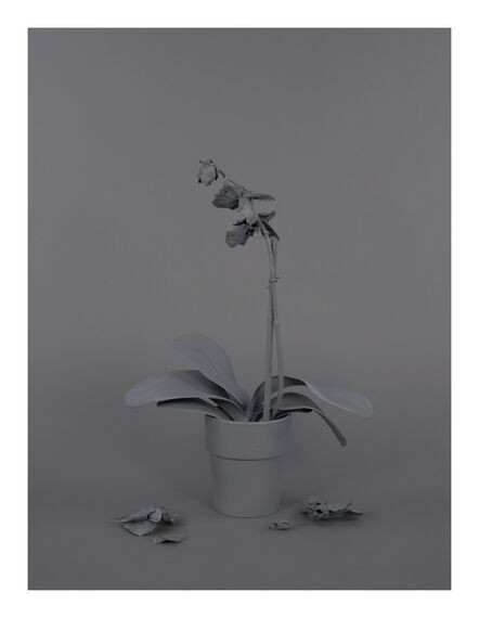 Stephanie Syjuco, ‘Neutral Orchids (Phalaenopsis, mort)’, 2016