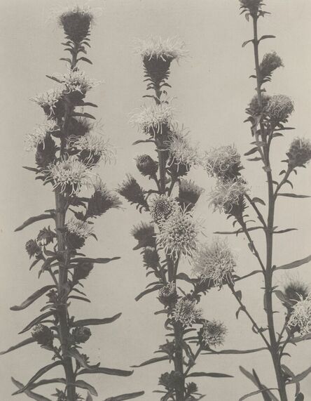Edwin Hale Lincoln, ‘Wildflowers of New England (7 works)’