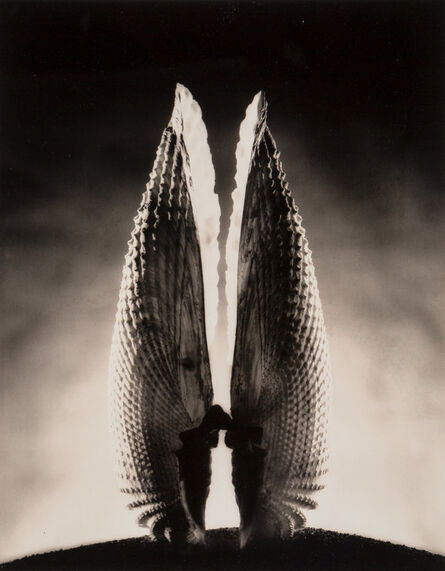 Ruth Bernhard, ‘Angel Wing’, 1943-printed later