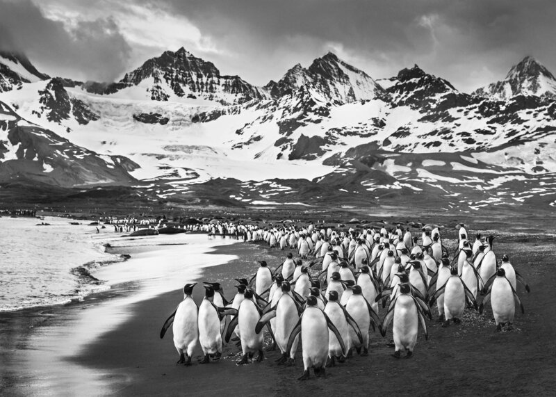 David Yarrow, ‘The Breakfast Club’, 2018, Photography, Museum Glass, Passe-Partout & Black wooden frame, Leonhard's Gallery
