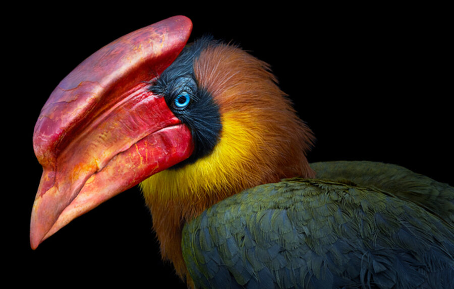 Northern Rufus Hornbill