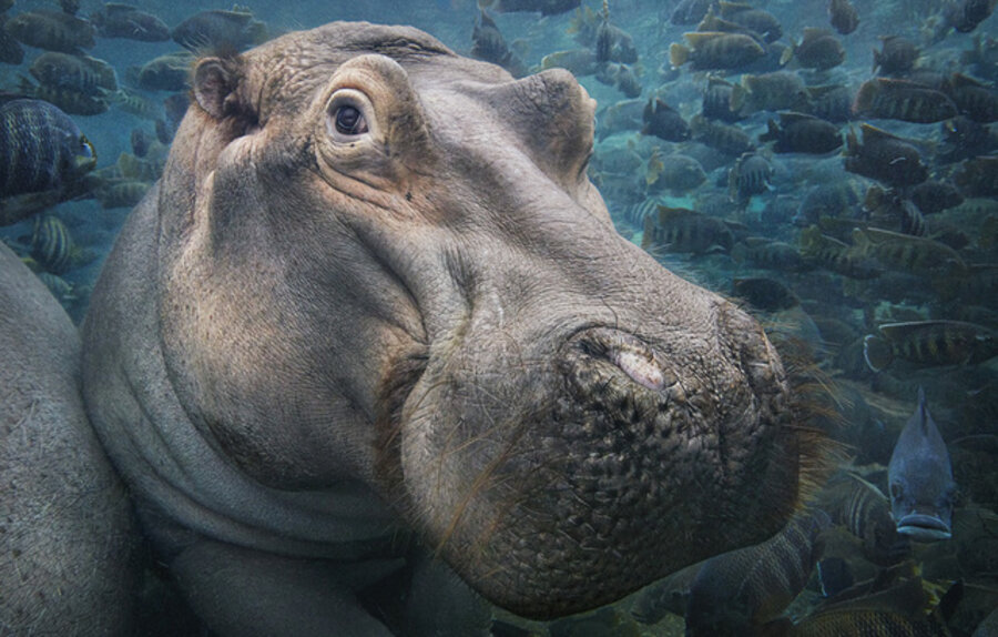 Hippo Underwater