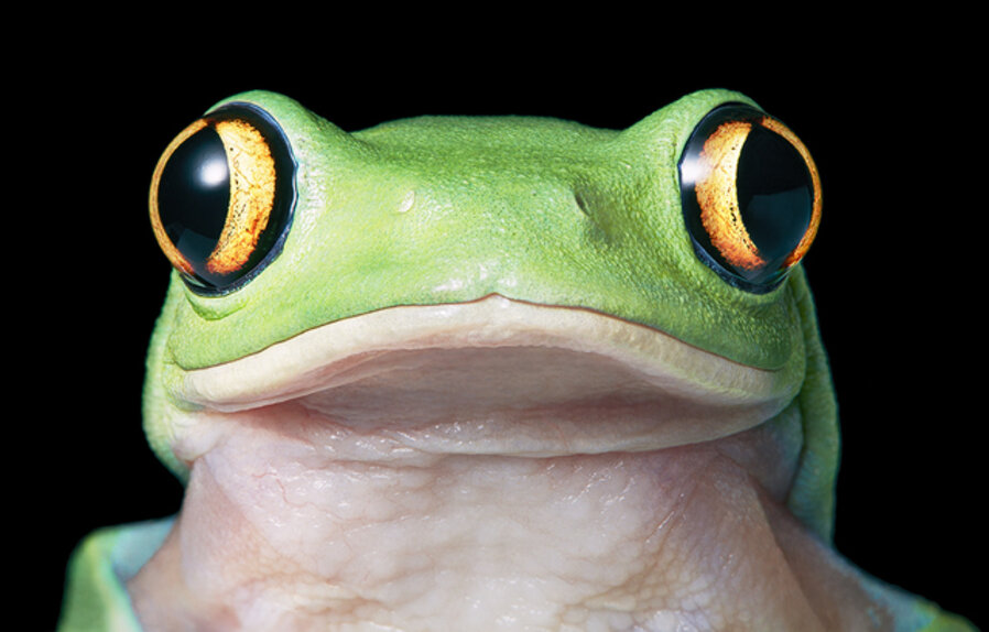 Yellow Eye Tree Frog