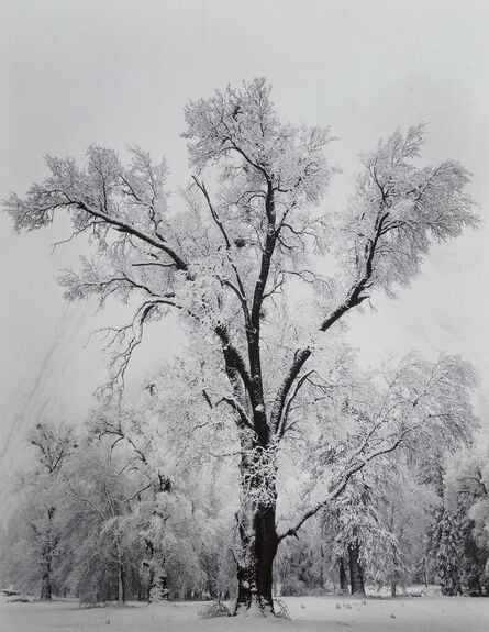 Ansel Adams, ‘Oaktree, Snowstorm, Yosemite National Park, California’, 1948