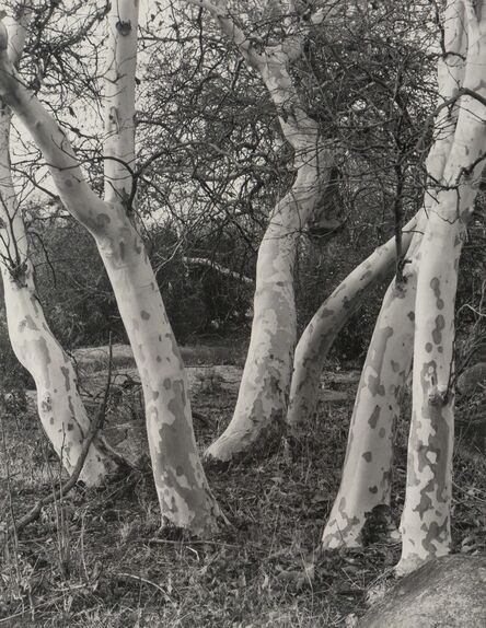 Imogen Cunningham, ‘Sycamore Trees and Datura (2 works)’, 1923