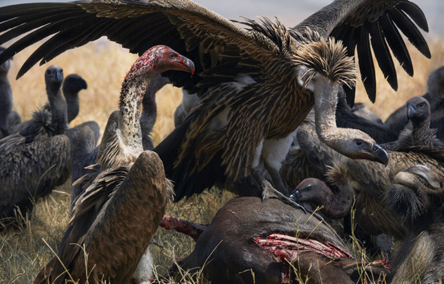 Vulture Buffet