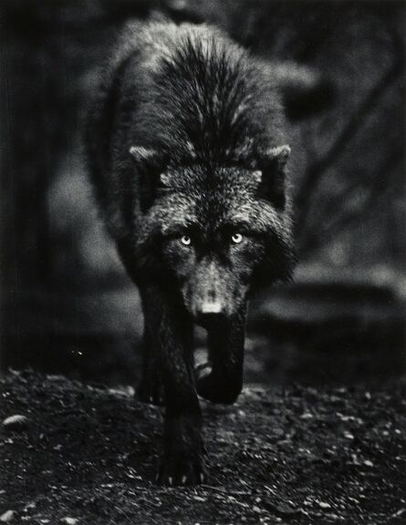 Carl Cook, ‘Destiny, Wolf Haven, Tenino, Washington’, 2001