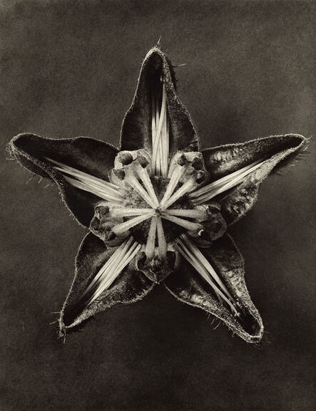 Karl Blossfeldt, ‘Plate 56 Cajophora lateritia (Loasacae) ’, Circa 1930