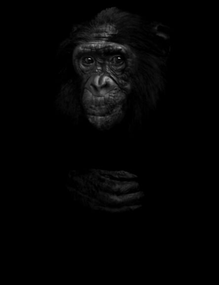 Elliot Ross, ‘Animal (291), Bonobo’, 2014