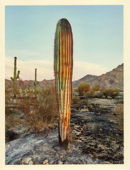 Mark Klett, ‘Color Saguaros series (Saguaro burned near Hat Mtn 5-20)’, 2020