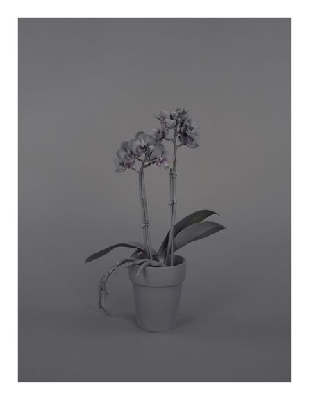 Stephanie Syjuco, ‘Neutral Orchids (Phalaenopsis, small)’, 2016