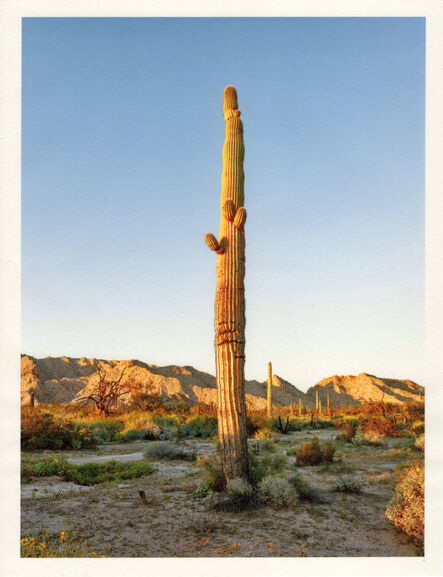 Mark Klett, ‘Color Saguaros series (Saguaro with light 3 small arms in trunk)’, 2020