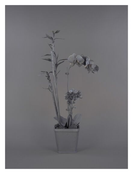 Stephanie Syjuco, ‘Neutral Orchids (Phalaenopsis + Dracaena sanderana 2)’, 2016