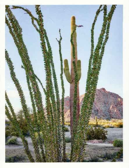 Mark Klett, ‘Color Saguaros series (Saguaro behind ocotillo good light)’, 2020