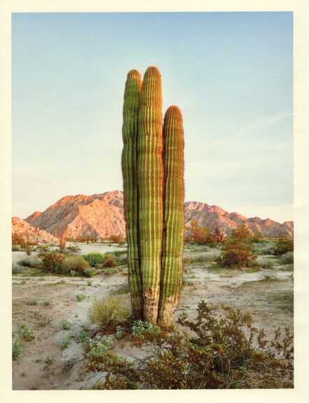 Mark Klett, ‘Color Saguaros series (Saguaro cluster of 3)’, 2020