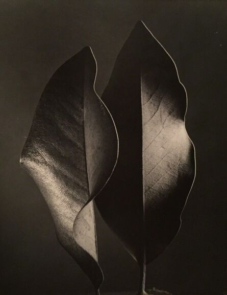 Ruth Bernhard, ‘Two Leaves’, Neg. date: 1952 / Print date: 1952 c.