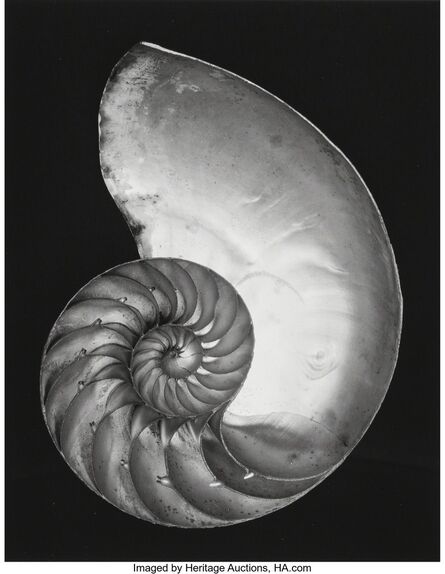 Edward Weston, ‘Shell’, 1927