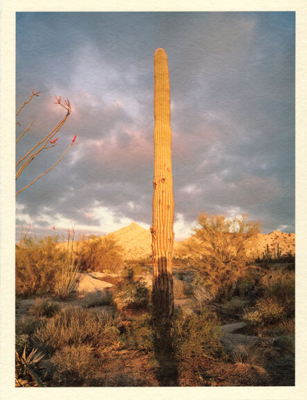 Mark Klett, ‘Color Saguaros series (Saguaro with shadow yellow light)’, 2020