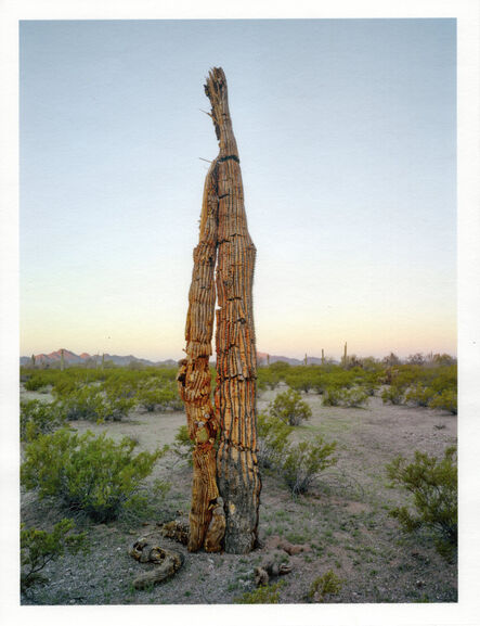 Mark Klett, ‘Color Saguaros series (Saguaro dead folded over)’, 2020