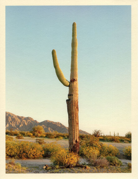 Mark Klett, ‘Color Saguaros series (Saguaro with long nose and mouth)’, 2020