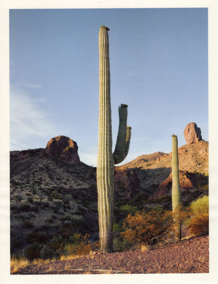 Mark Klett, ‘Color Saguaros series (Saguaro in am light 2 arms Toms Thumb May)’, 2020