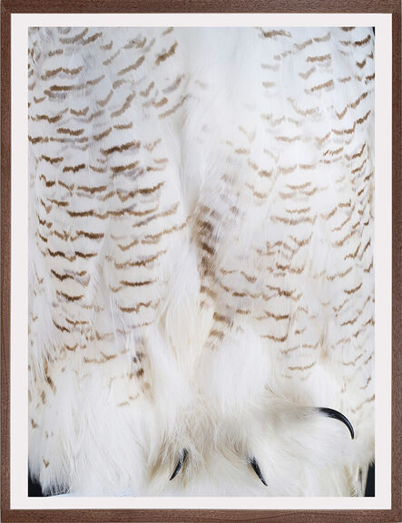 Thaddeus Holownia, ‘Snowy Owl’, 2022