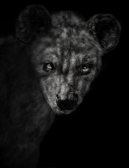 Elliot Ross, ‘Animal (192), Spotted Hyena’, 2011