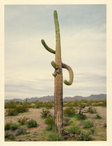 Mark Klett, ‘Color Saguaros series (2 arms skyward and broken arms)’, 2020