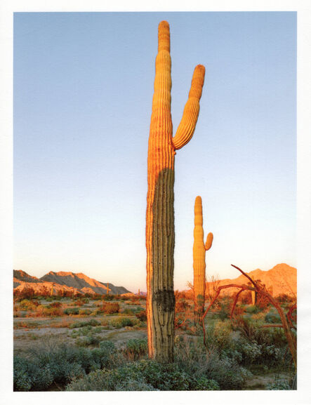 Mark Klett, ‘Color Saguaros series (Saguaro at sunset with shadow Cip Pass)’, 2020