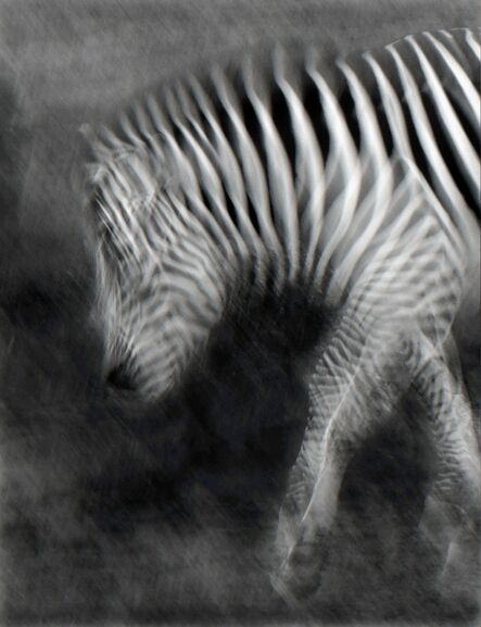 Elliot Ross, ‘Plains Zebra’, 2015