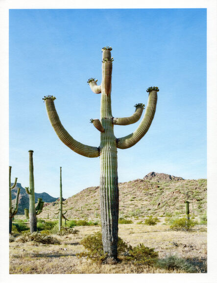 Mark Klett, ‘Color Saguaros series (Saguaro with candelabra shaped arms)’, 2020