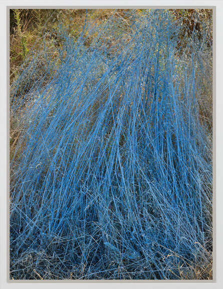 Andrew Dadson, ‘Rye-Grass (festuca perennis) Blue’, 2020