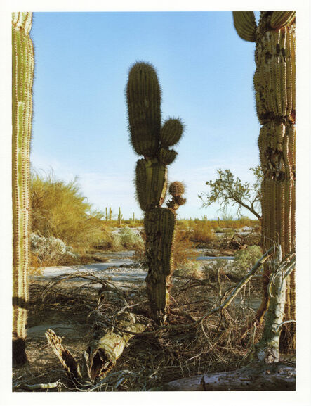 Mark Klett, ‘Color Saguaros series (Saguaro blocky between two others)’, 2020