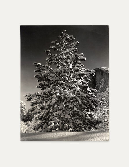 Ansel Adams, ‘Tree in Snow, Yosemite’, 1953