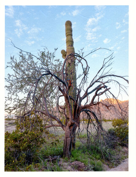 Mark Klett, ‘Color Saguaros series (Saguaro with ironwood in front)’, 2020