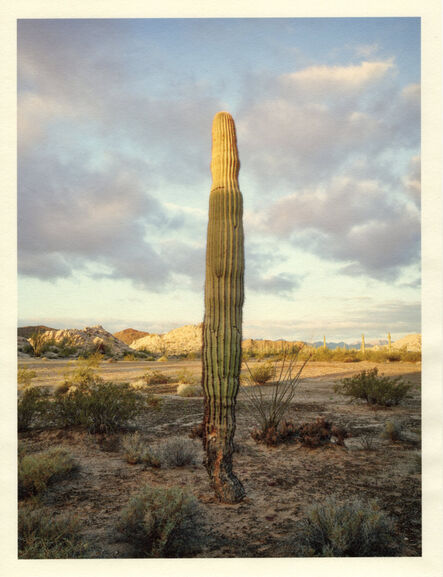 Mark Klett, ‘Color Saguaros series (Saguaro top in light scud clouds behind)’, 2020