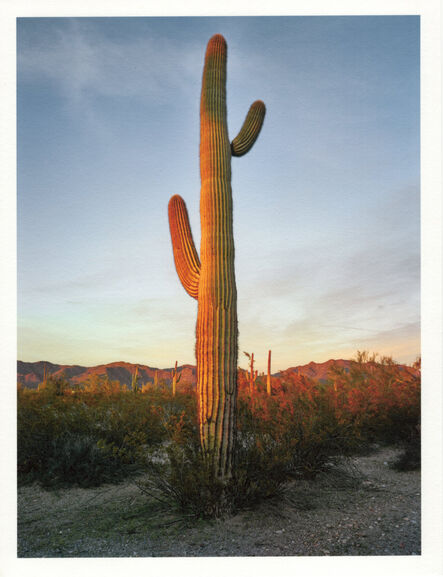 Mark Klett, ‘Color Saguaros series (Saguaro 2 arms shadow on side yellow)’, 2020