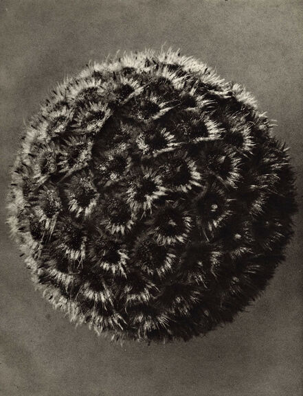 Karl Blossfeldt, ‘Plate 111 - Campanula alliarifolia, Spurred bellflower ’, Circa 2014 