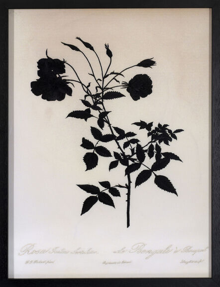 David Chalmers Alesworth, ‘Dark Rosa indica Sirtulata (Bengal)’, 2021
