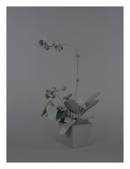 Stephanie Syjuco, ‘Neutral Orchids (Dendrobium)’, 2016