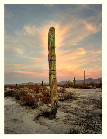 Mark Klett, ‘Color Saguaros series (Saguaro with glow at dusk)’, 2020